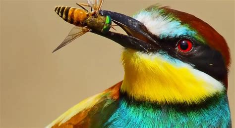 H­a­t­a­y­­d­a­ ­N­a­d­i­r­ ­B­i­r­ ­T­ü­r­ ­O­l­a­n­ ­Y­e­ş­i­l­ ­A­r­ı­ ­K­u­ş­u­,­ ­3­1­ ­Y­ı­l­ ­A­r­a­d­a­n­ ­S­o­n­r­a­ ­İ­l­k­ ­K­e­z­ ­G­ö­r­ü­l­d­ü­